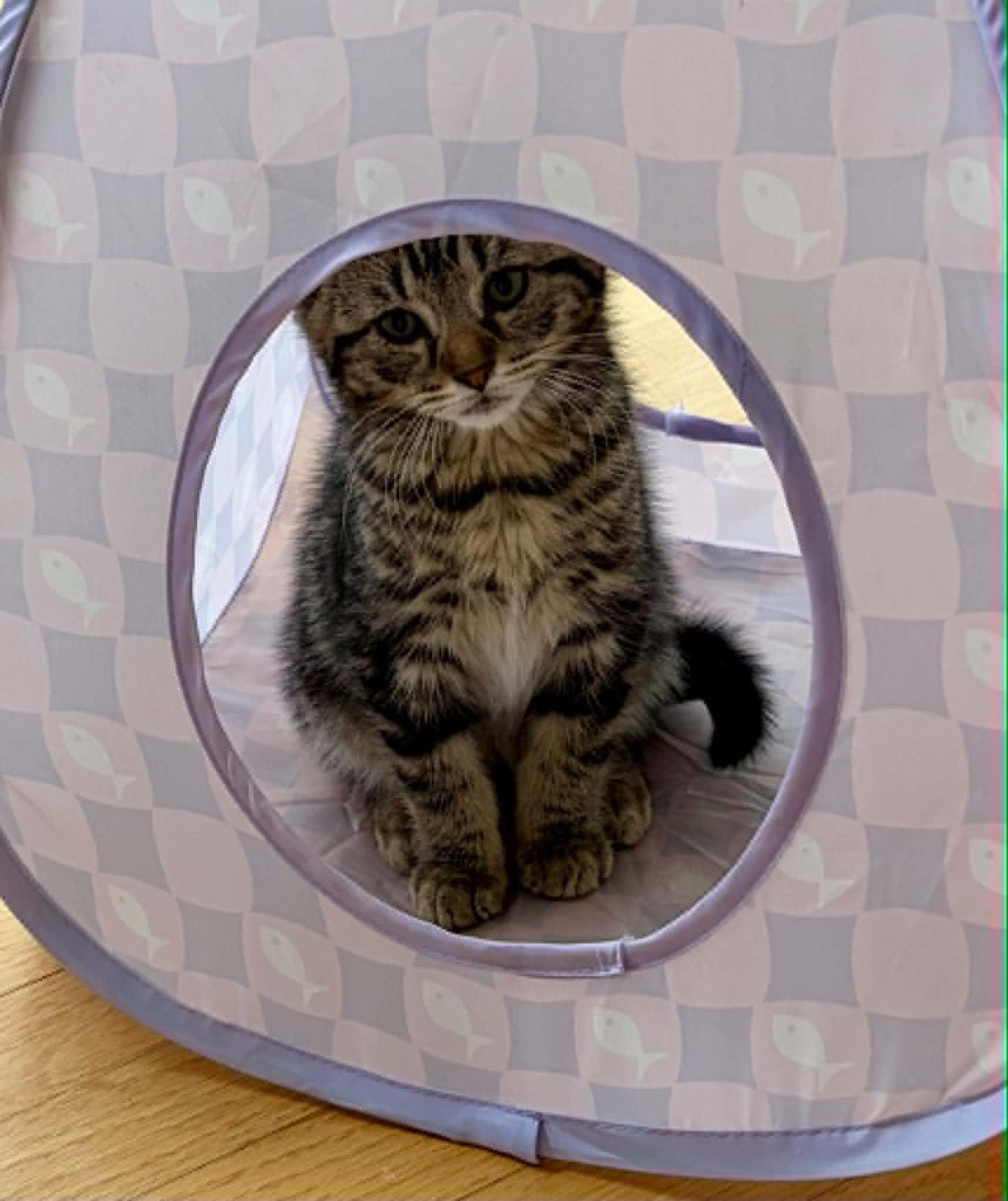 Widget, a ADOPTABLE Domestic Short Hair in Warren, NJ image 2/6