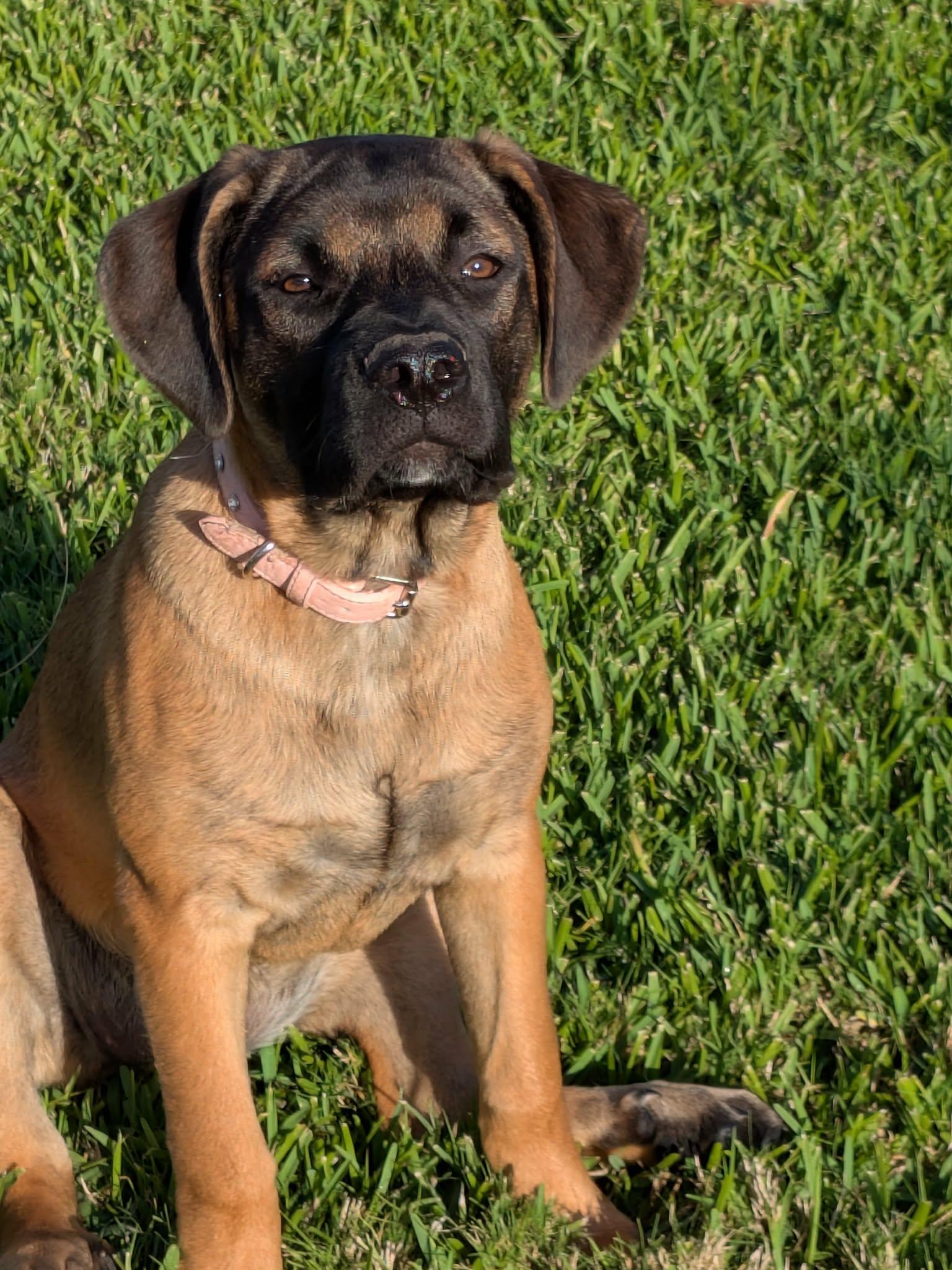 Enlarge Jenn, a ADOPTABLE mixed breed in Palm Bay, FL image 2/4