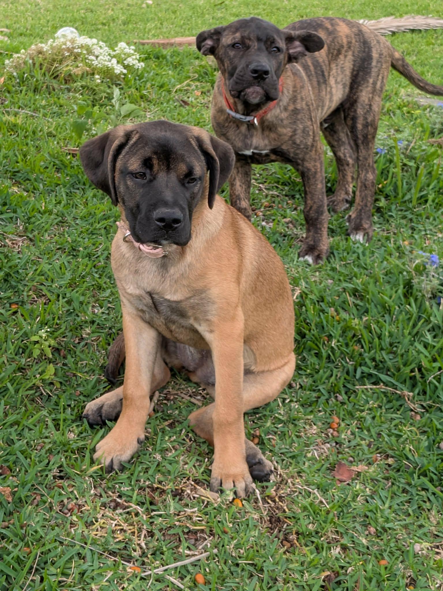 Jenn, ADOPTABLE, Puppy Female Cane Corso & Mastiff.