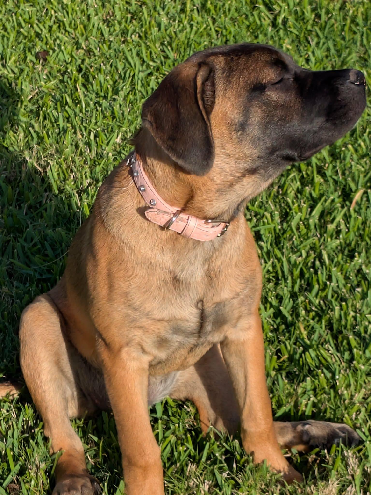 Enlarge Jenn, a ADOPTABLE mixed breed in Palm Bay, FL image 3/4