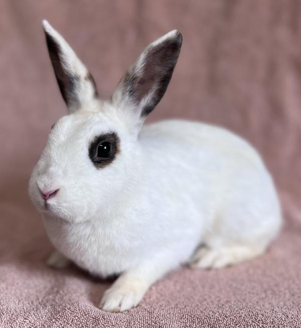 Enlarge Beatrice, a Adoptable mixed breed in Monterey, CA image 1/1