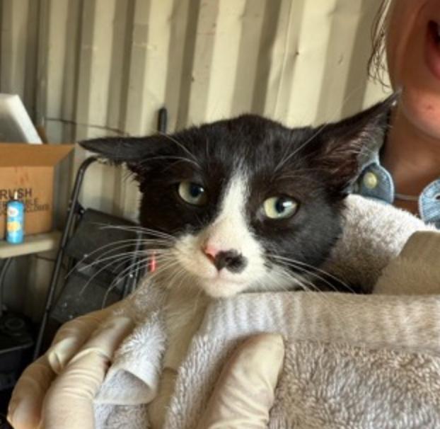 Mozetta, adoptable, Young Female Domestic Short Hair.