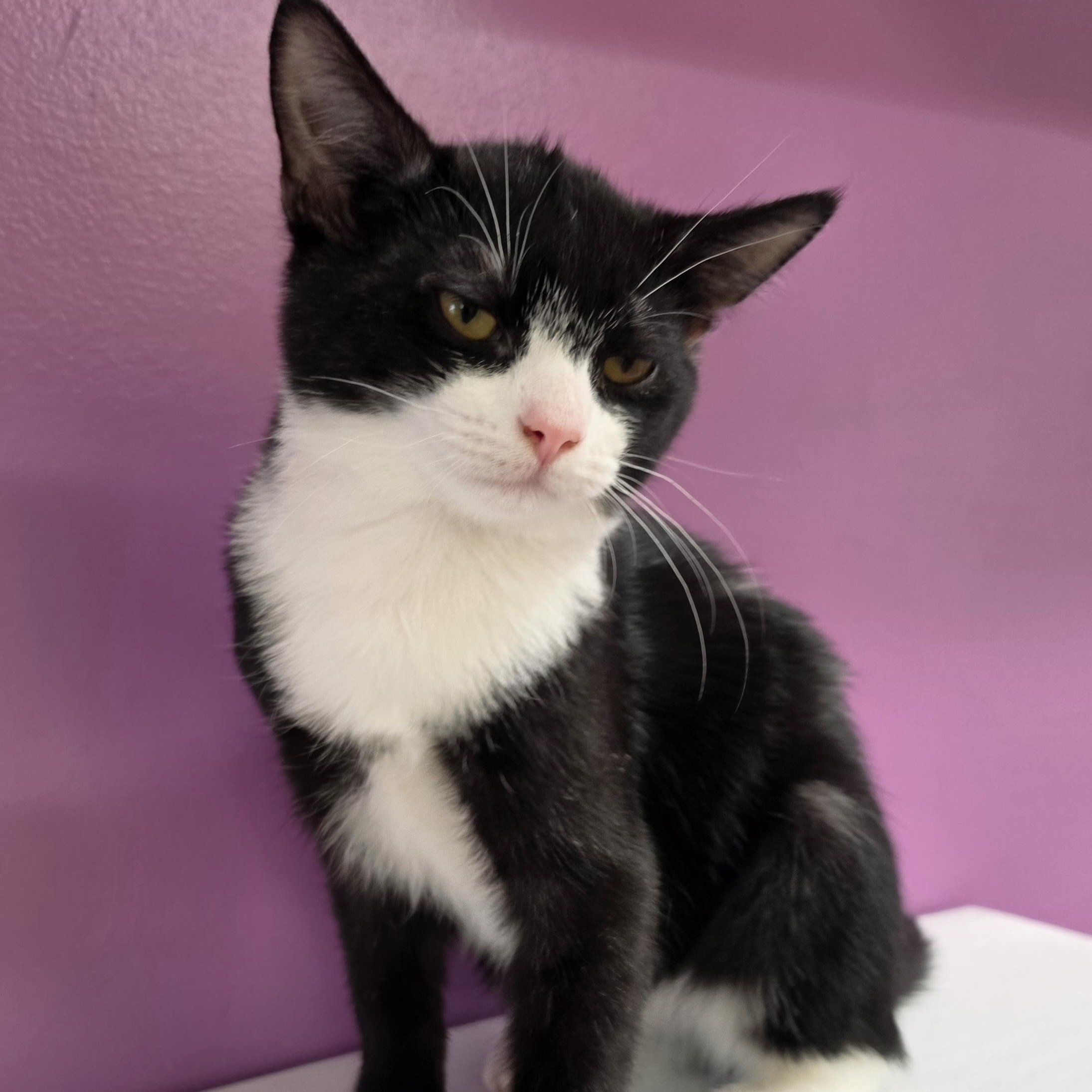 Gizmo, ADOPTABLE, Young Male Domestic Short Hair.