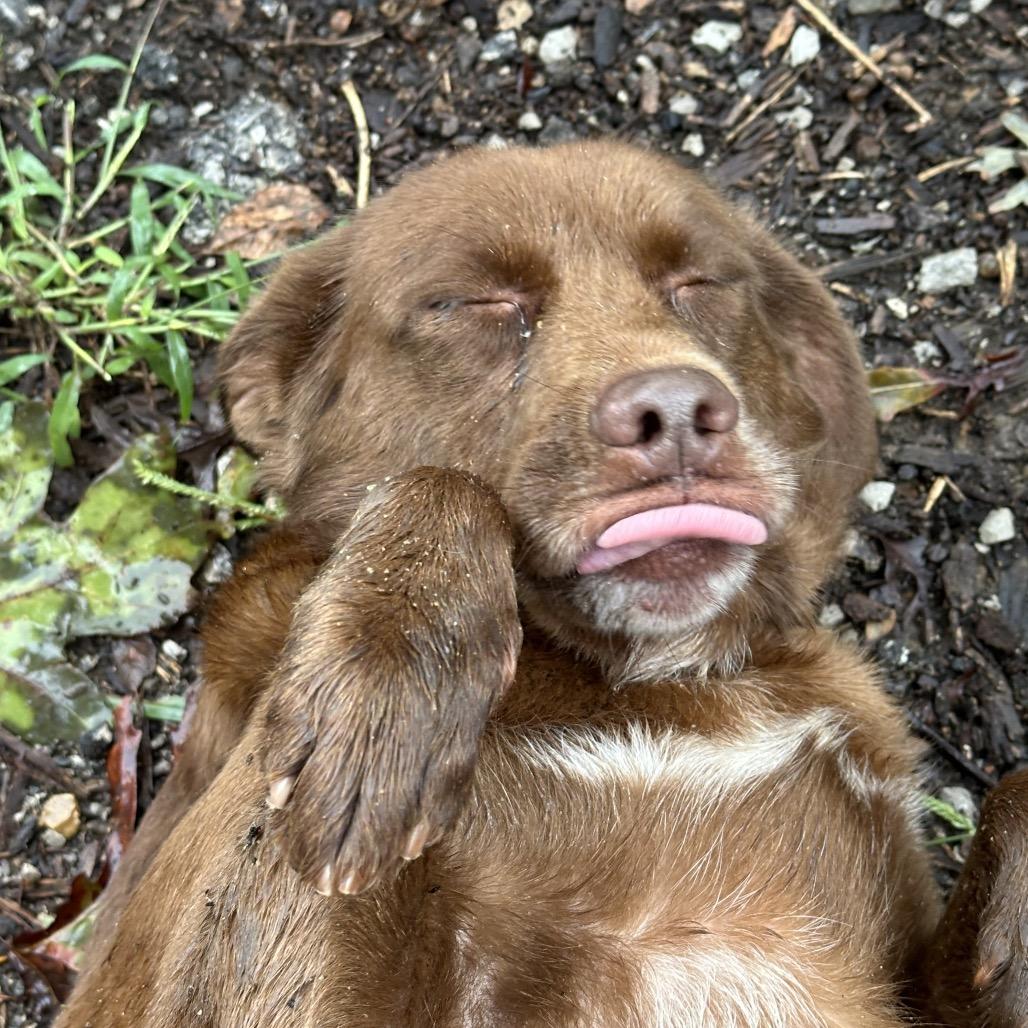 Enlarge Lilly, a Adoptable mixed breed in Princeton, KY image 1/4