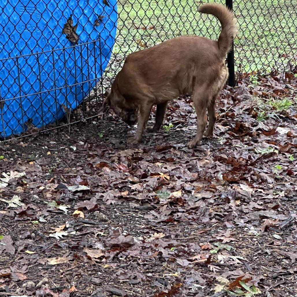 Enlarge Lilly, a Adoptable mixed breed in Princeton, KY image 2/4
