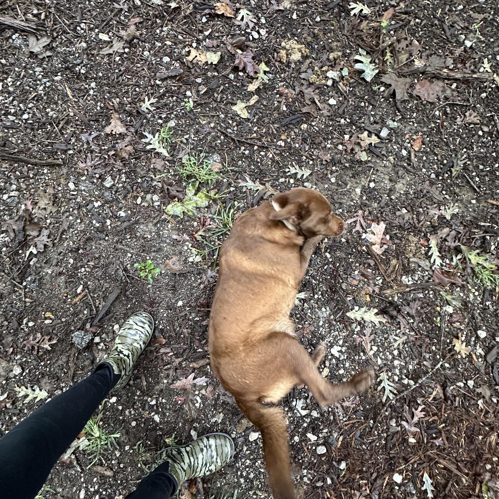 Enlarge Lilly, a Adoptable mixed breed in Princeton, KY image 3/4