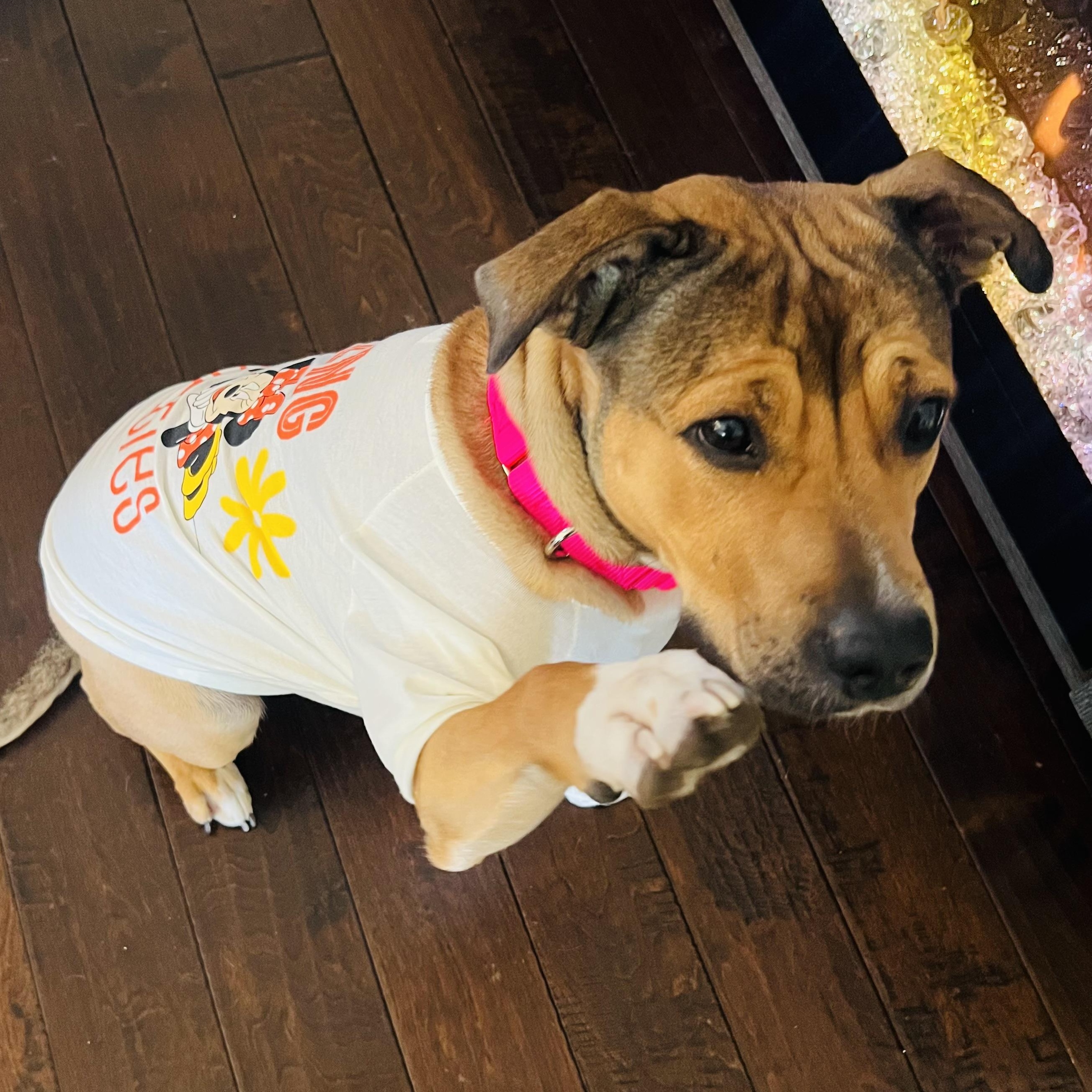 Enlarge Evie, an adopted mixed breed in Krum, TX image 2/6