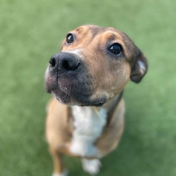 Enlarge Evie, an adopted mixed breed in Krum, TX image 6/6