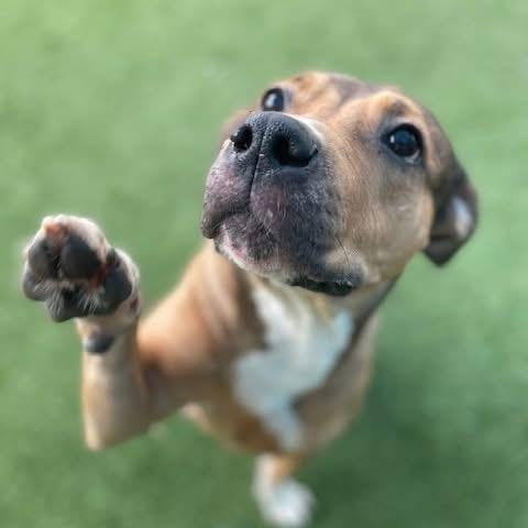 Enlarge Evie, an adopted mixed breed in Krum, TX image 5/6