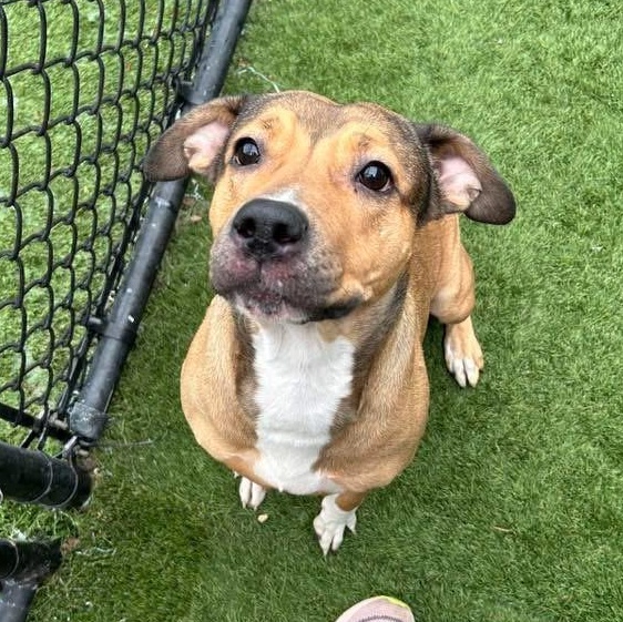 Enlarge Evie, an adopted mixed breed in Krum, TX image 3/6