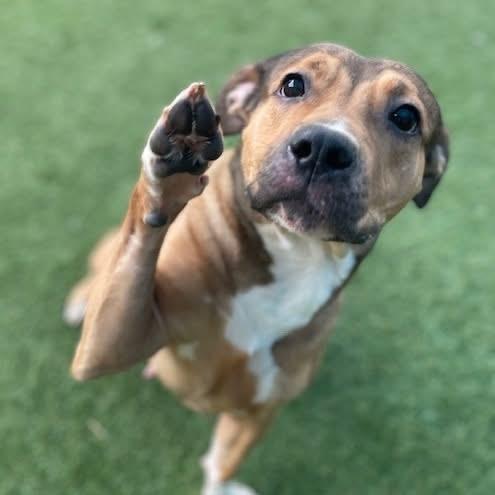 Evie, adopted, Young Female American Staffordshire Terrier.