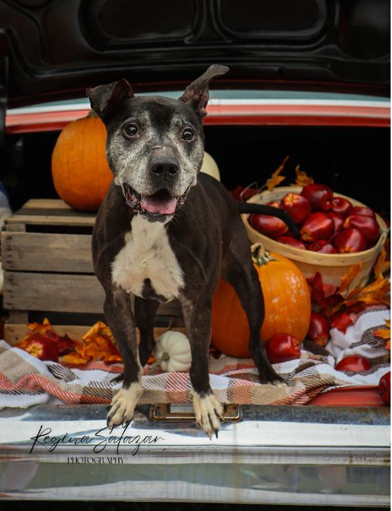 Brantley, Adoptable, Senior Male Pit Bull Terrier.