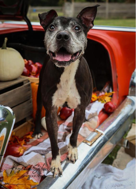 Brantley, an adoptable Pit Bull Terrier in Charlotte, NC, 28215 | Photo Image 1