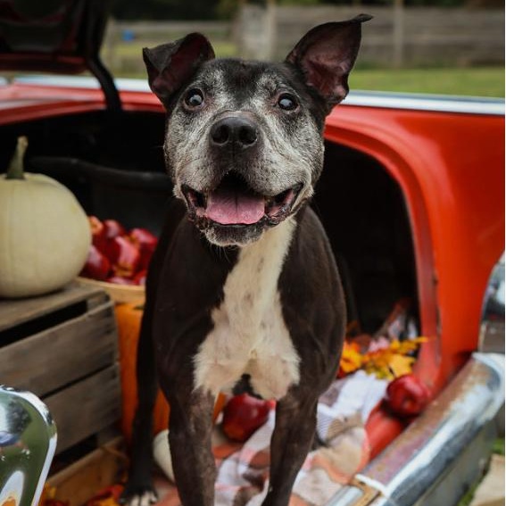 Enlarge Brantley, a Adoptable mixed breed in Charlotte, NC image 6/6