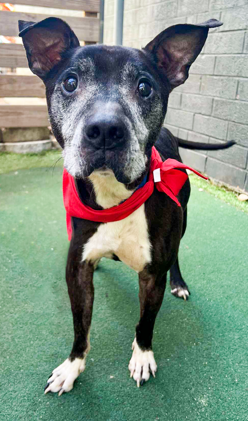 Enlarge Brantley, a Adoptable mixed breed in Charlotte, NC image 6/6