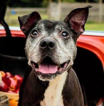 Brantley, Adoptable, Senior Male Pit Bull Terrier.