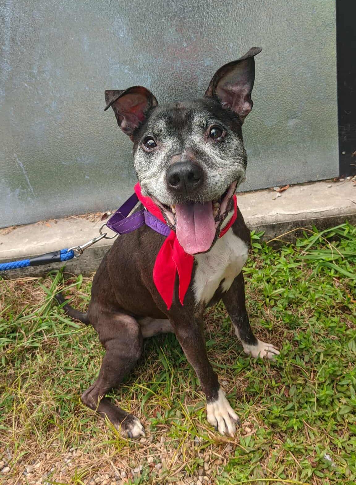 Enlarge Brantley, a Adoptable mixed breed in Charlotte, NC image 3/6