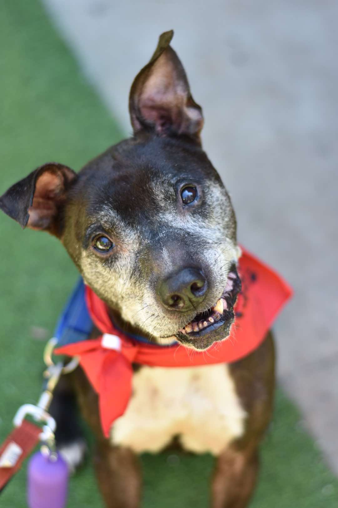 Enlarge Brantley, a Adoptable mixed breed in Charlotte, NC image 5/6