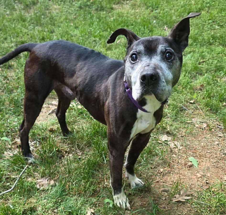 Brantley, a Adoptable mixed breed in Charlotte, NC image 1/6