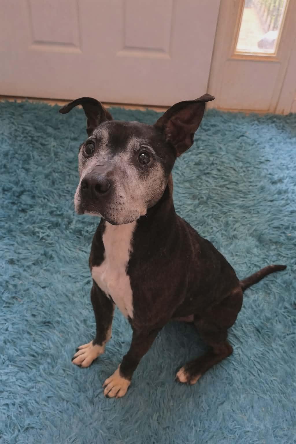 Brantley, Adoptable, Senior Male Pit Bull Terrier.