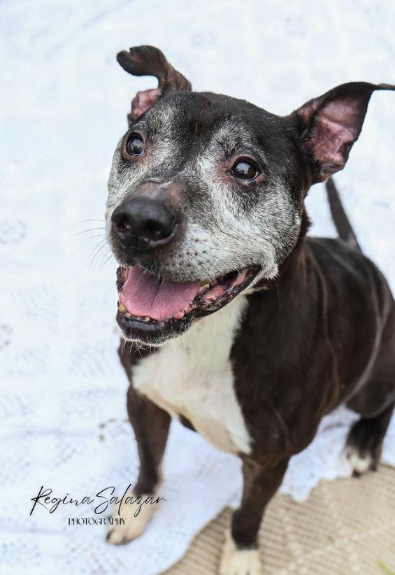 Brantley, an adoptable Pit Bull Terrier in Charlotte, NC, 28215 | Photo Image 6