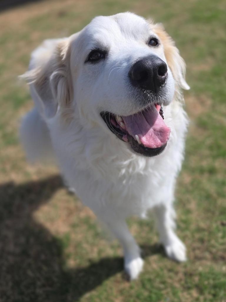 Teedo, Adoptable, Adult Male Great Pyrenees.