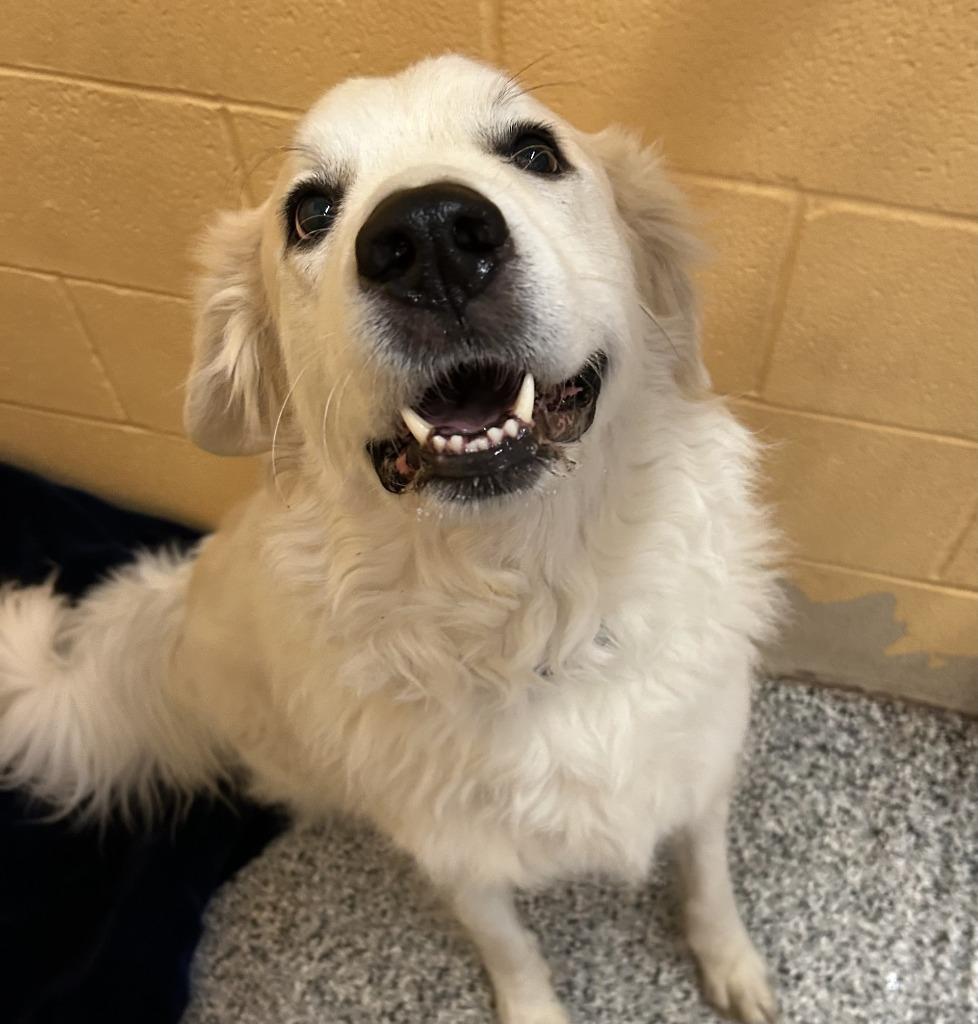 Enlarge Teedo, a Adoptable Great Pyrenees in Little Elm, TX image 2/3