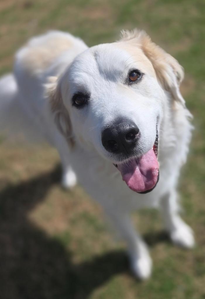 Enlarge Teedo, a Adoptable Great Pyrenees in Little Elm, TX image 3/3