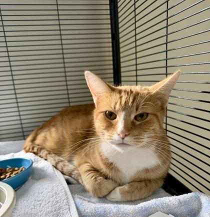 Roxanne, Adoptable, Adult Female Domestic Short Hair & Domestic Short Hair.