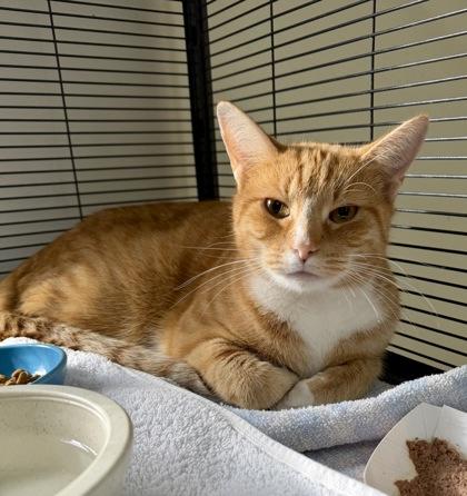 Roxanne, a Adoptable mixed breed in New Hope, PA image 2/2