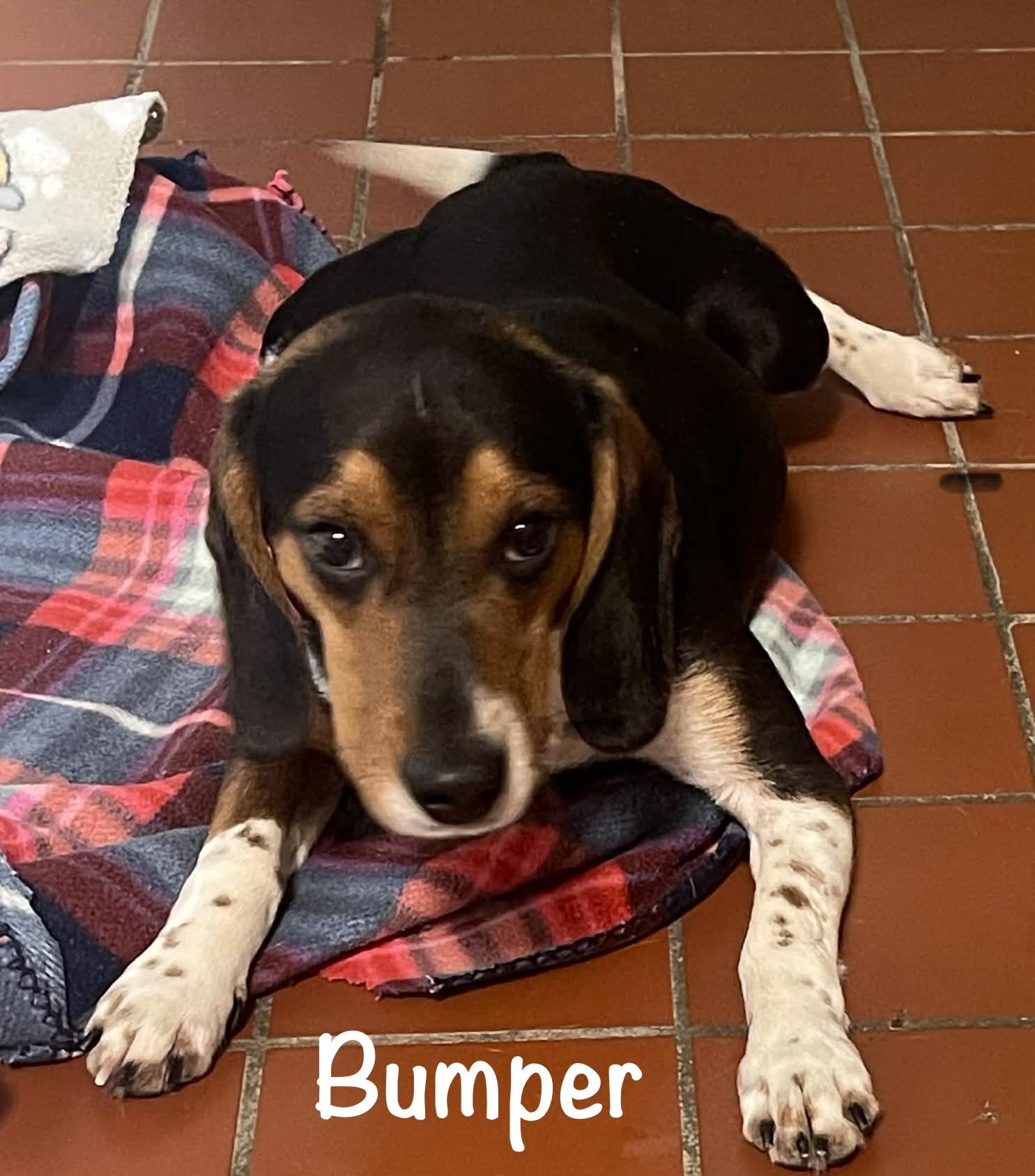 Bumper (BJ) - ONC, adopted, Young Male Beagle.