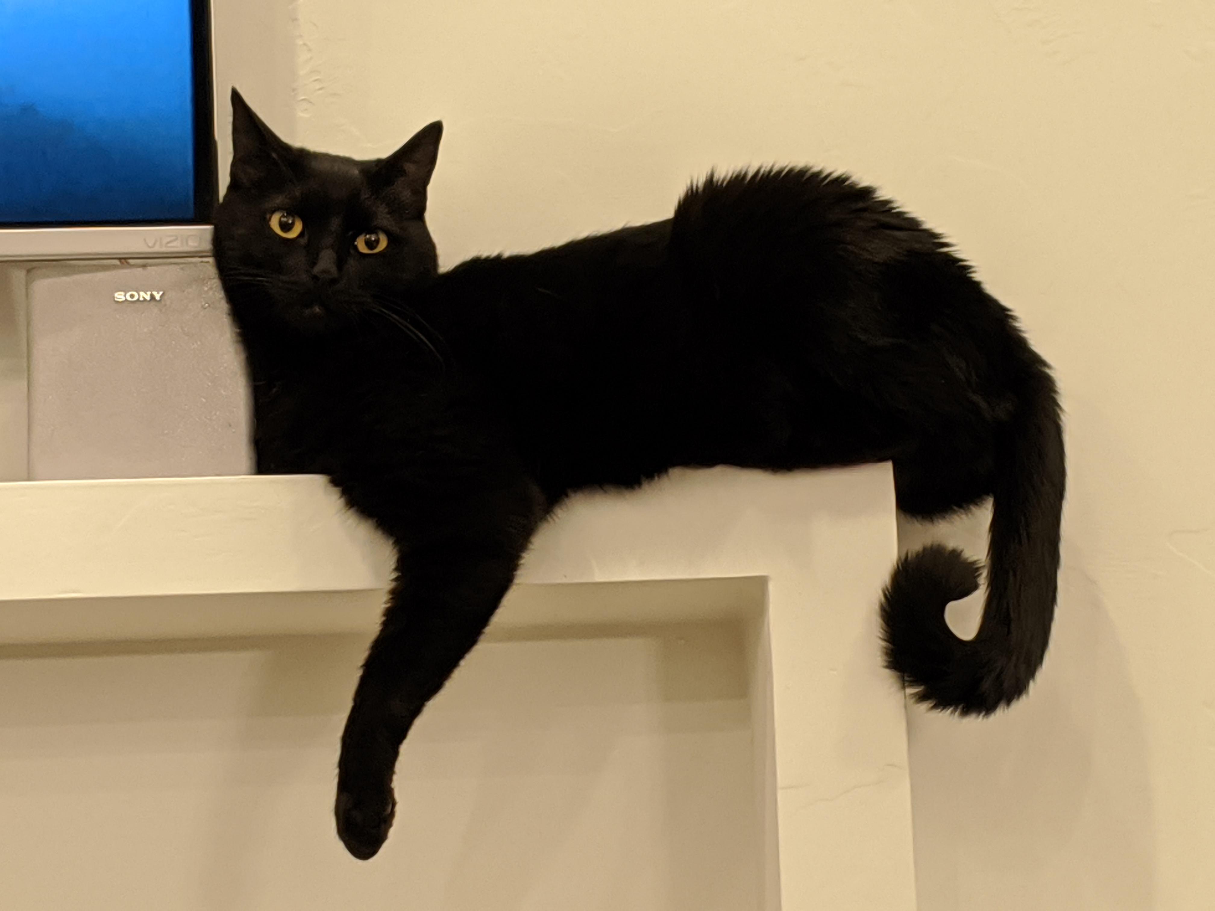 Merlin, Adopted, Senior Male Domestic Short Hair.
