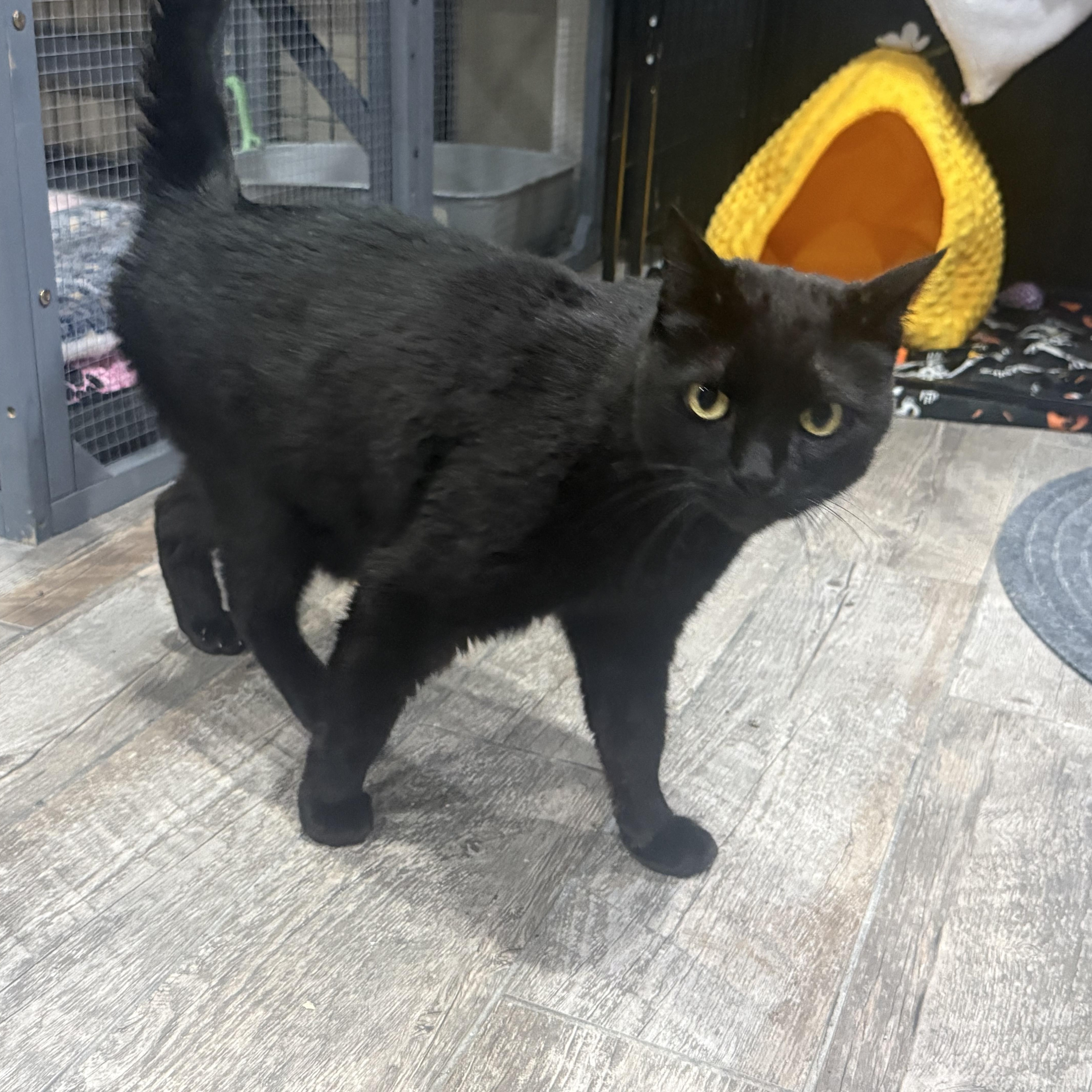 Enlarge Merlin, a Adopted Domestic Short Hair in Woodville , WI image 3/3