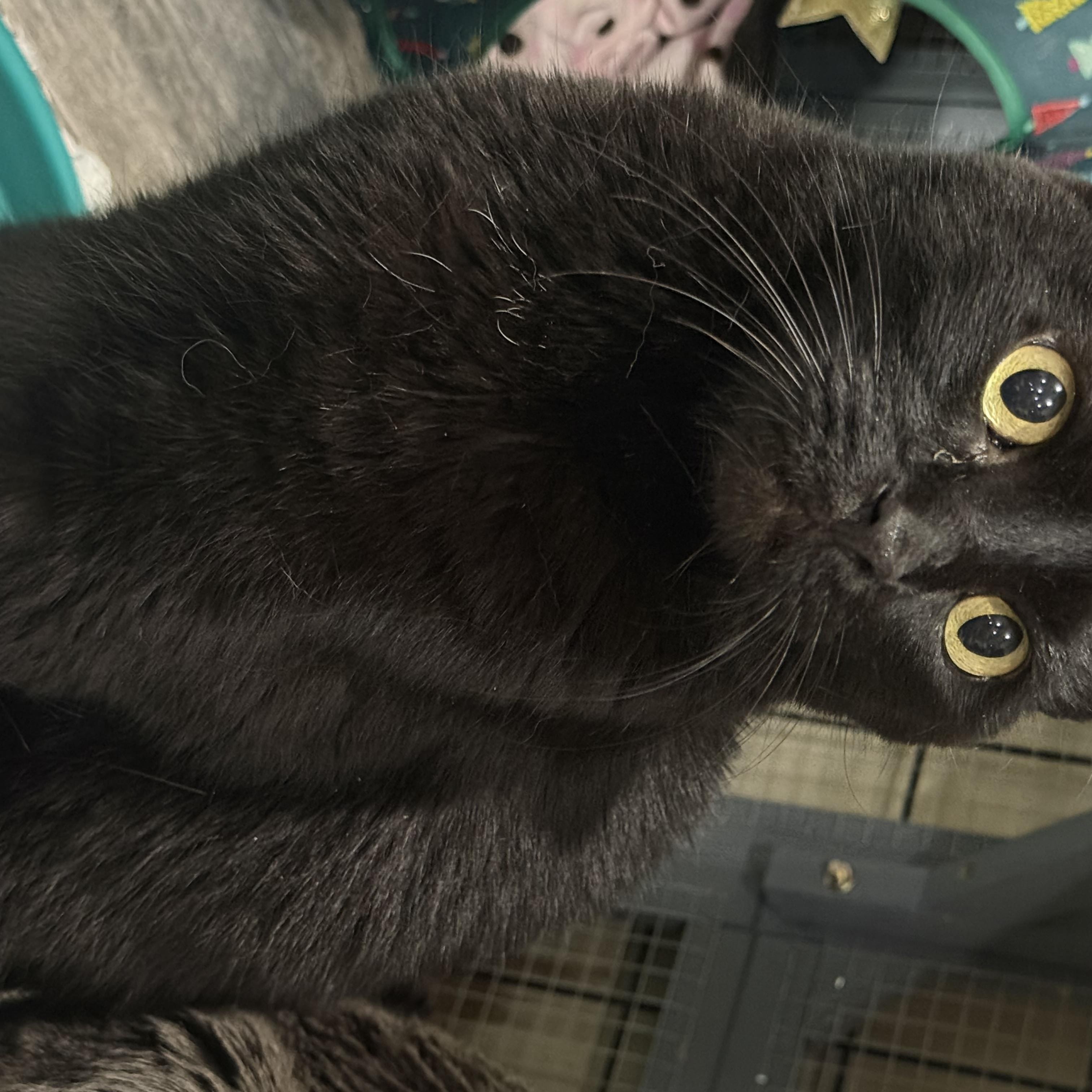 Enlarge Merlin, a Adopted Domestic Short Hair in Woodville , WI image 2/3