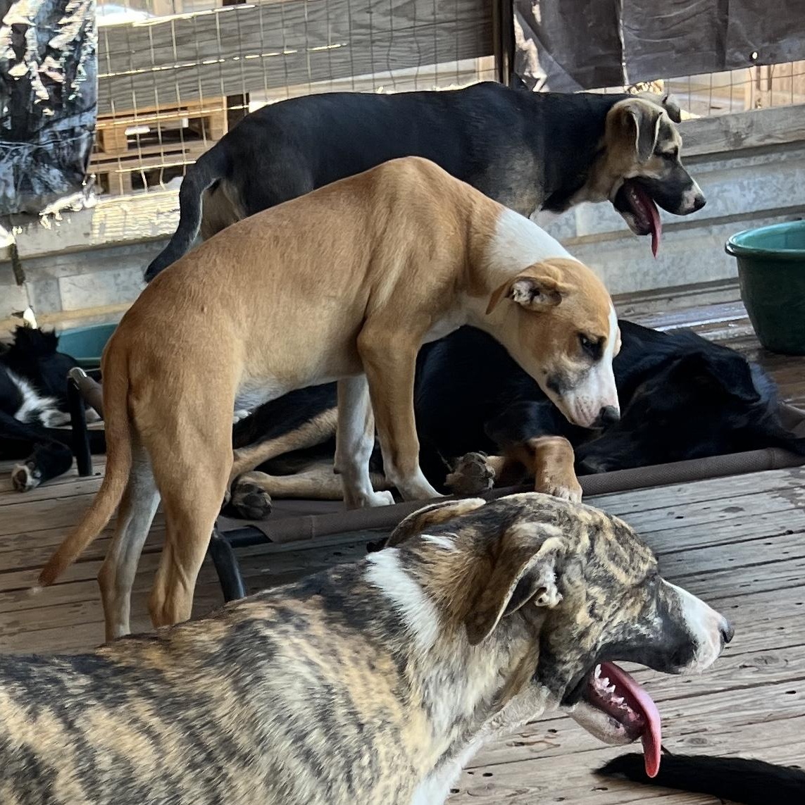 Enlarge Aubrey, a Adoptable mixed breed in Denver, CO image 2/4