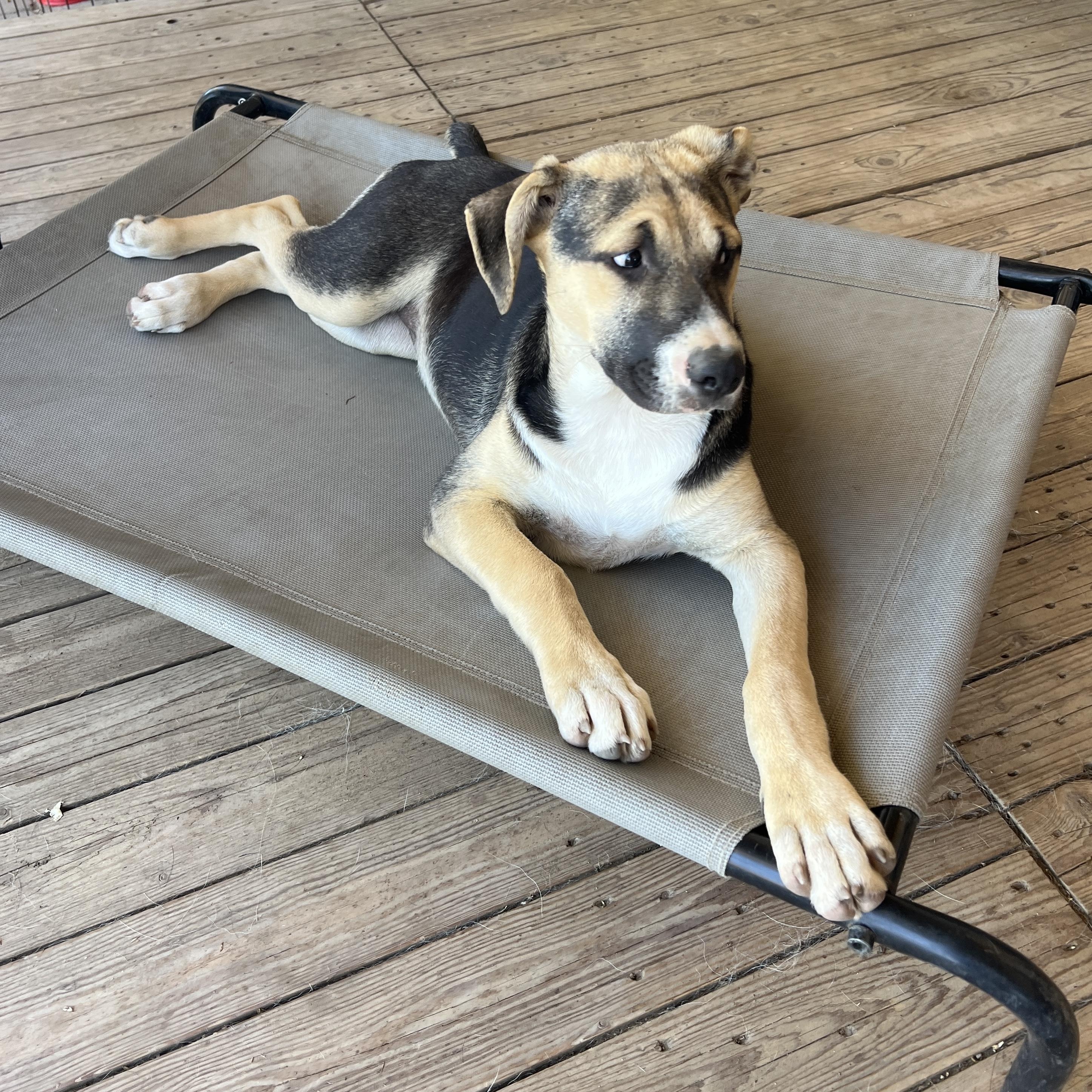 Enlarge Aubrey, a Adoptable mixed breed in Denver, CO image 4/4