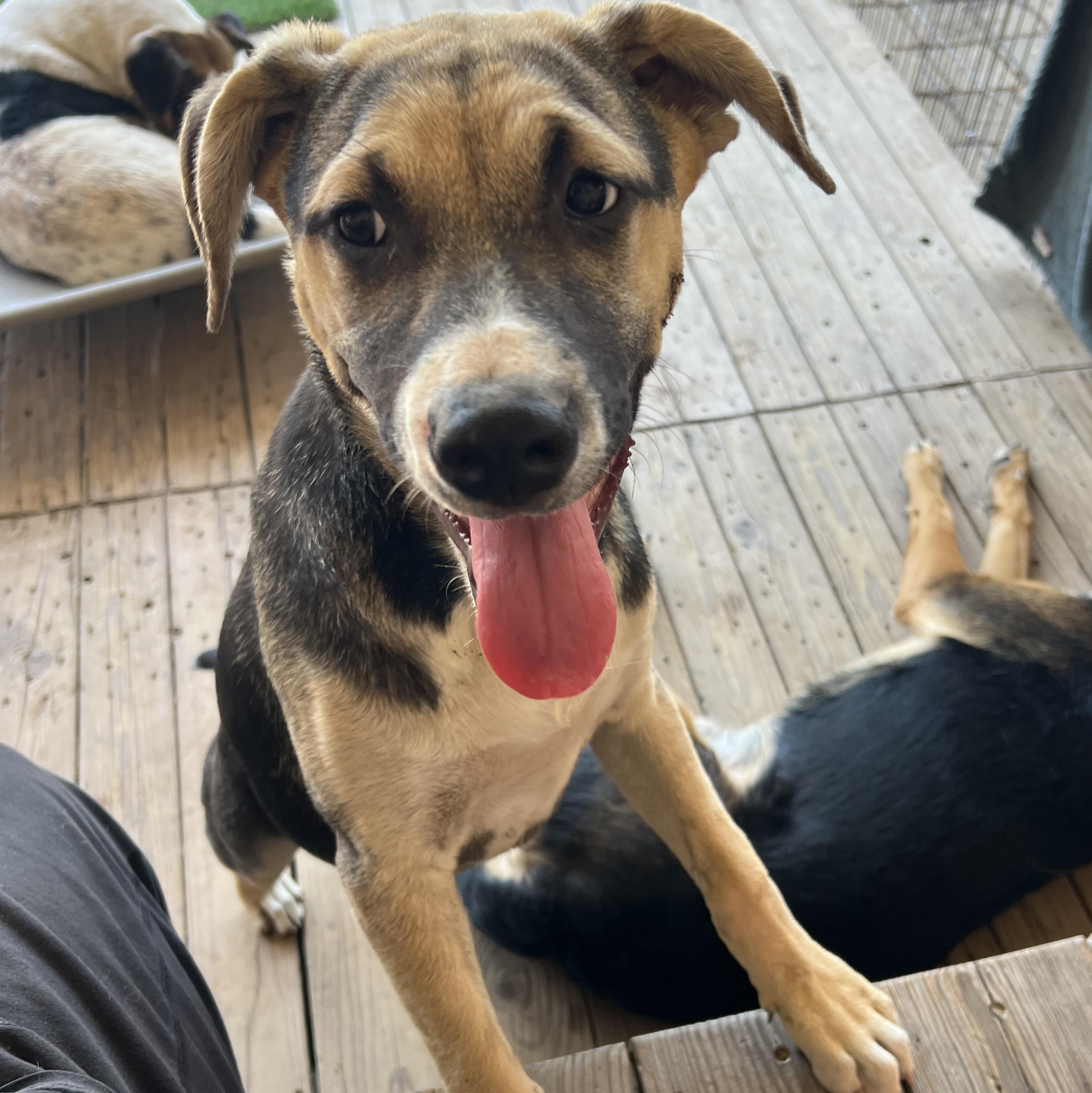 Aubrey, Adoptable, Puppy Female Whippet & Pit Bull Terrier.