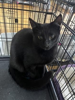 Binx 51263