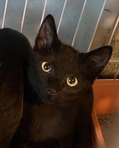 Binx 51263
