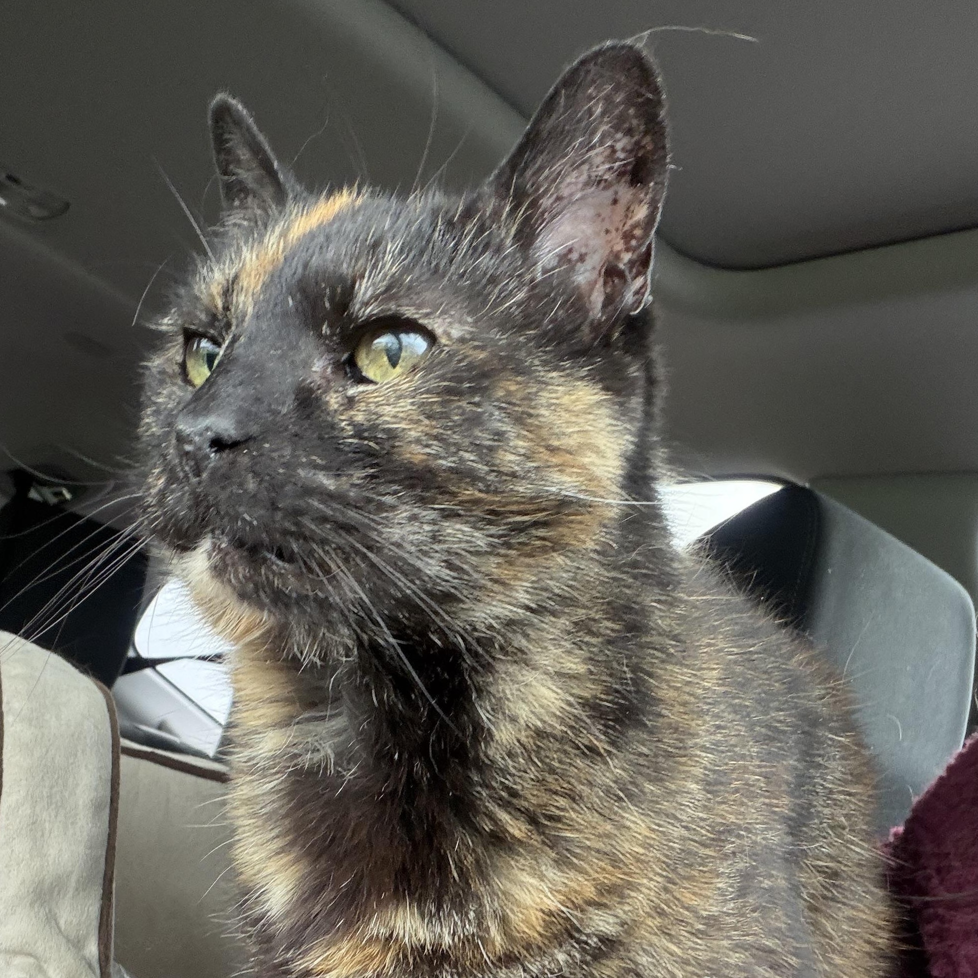 Enlarge Starushka, a Adoptable Domestic Short Hair in Buffalo, NY image 5/5