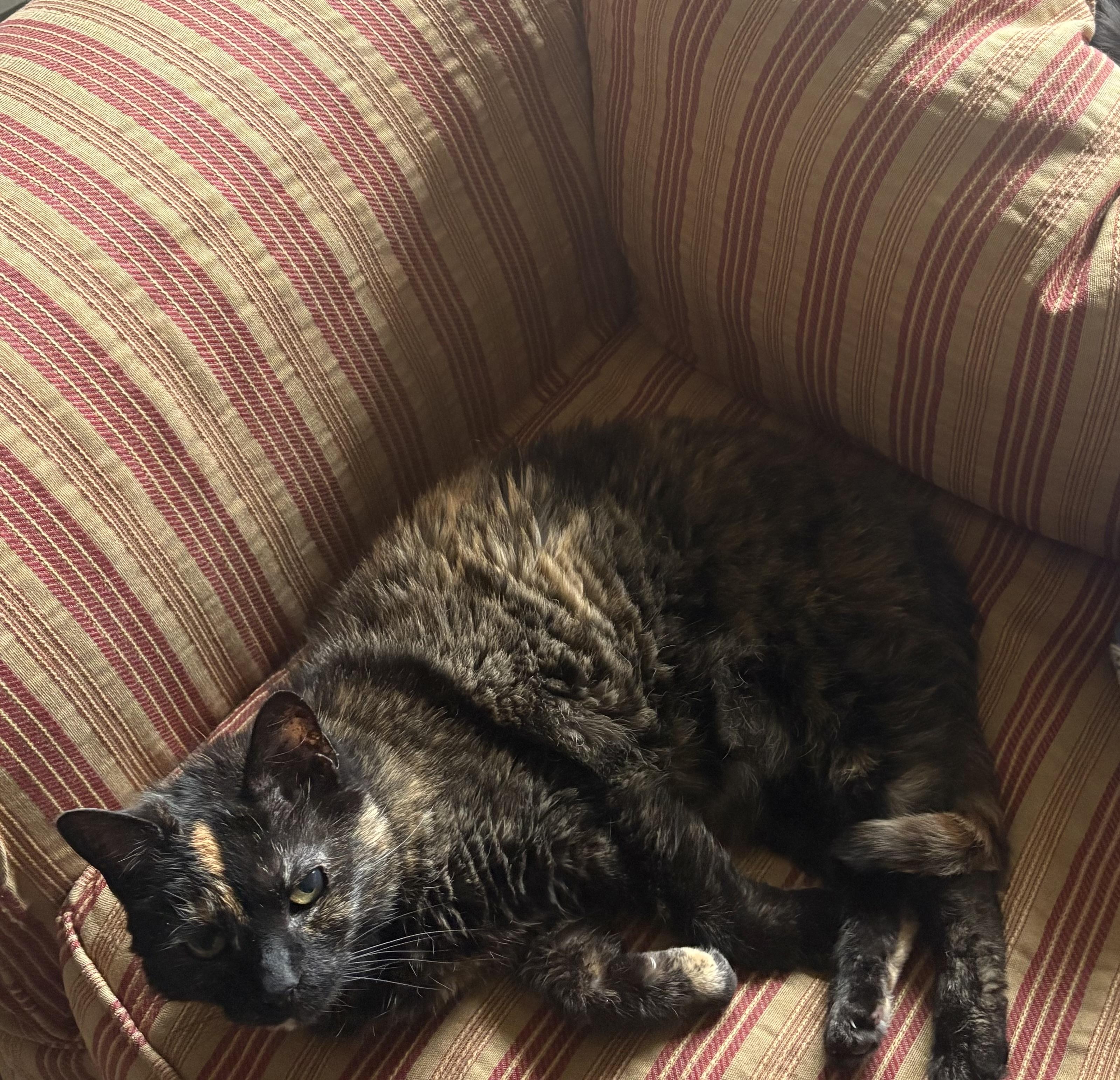 Enlarge Starushka, a Adoptable Domestic Short Hair in Buffalo, NY image 3/5