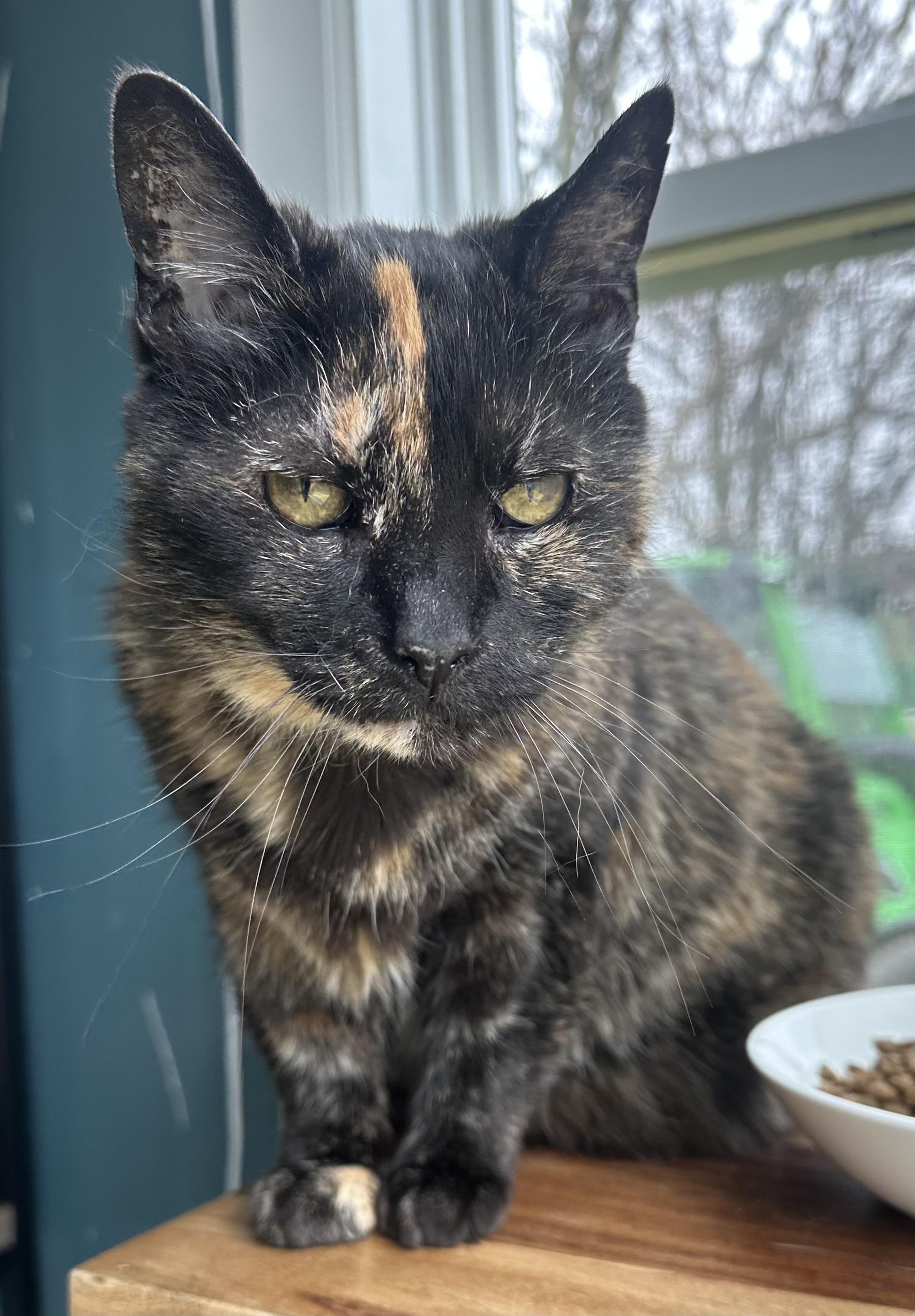 Enlarge Starushka, a Adoptable Domestic Short Hair in Buffalo, NY image 4/5