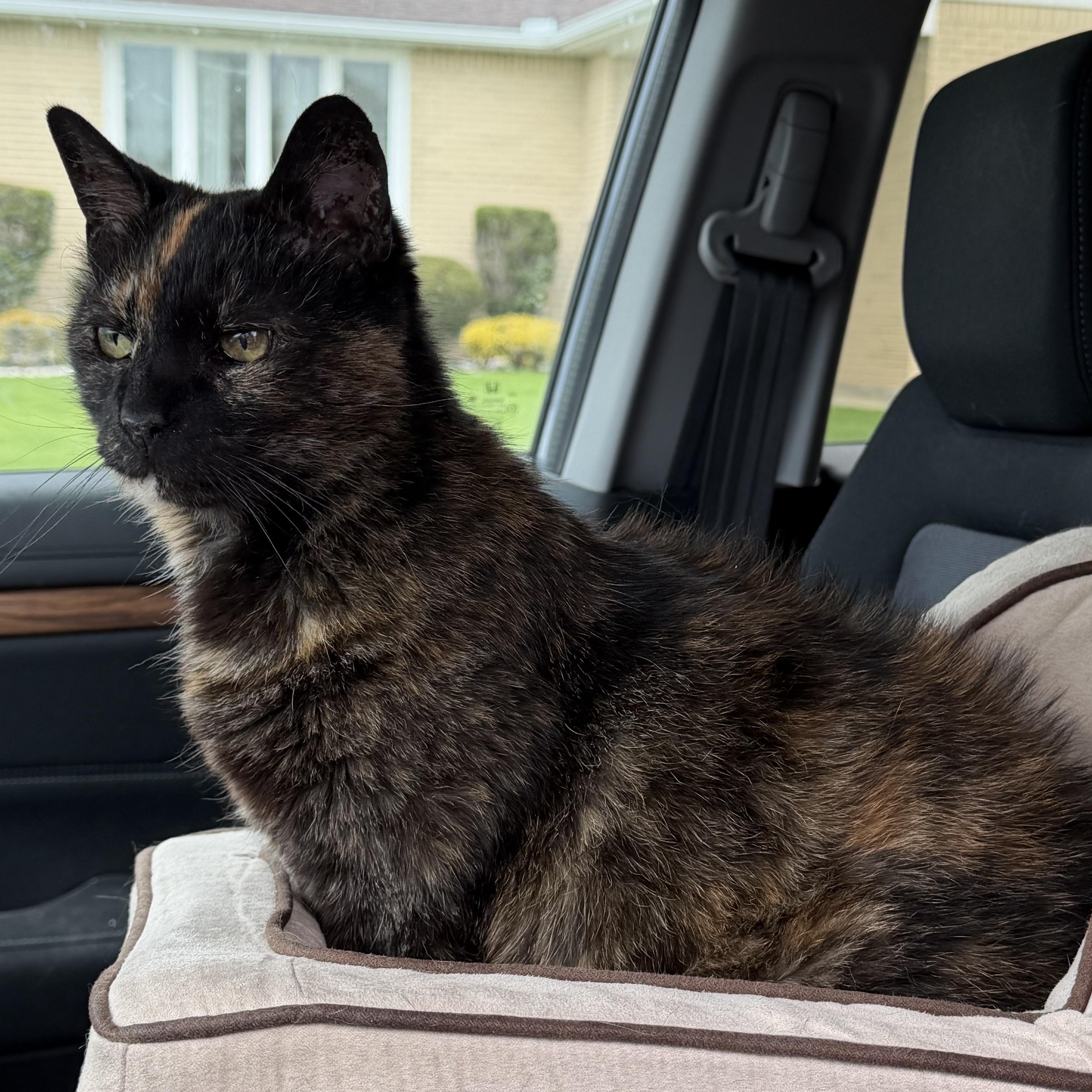 Enlarge Starushka, a Adoptable Domestic Short Hair in Buffalo, NY image 2/5