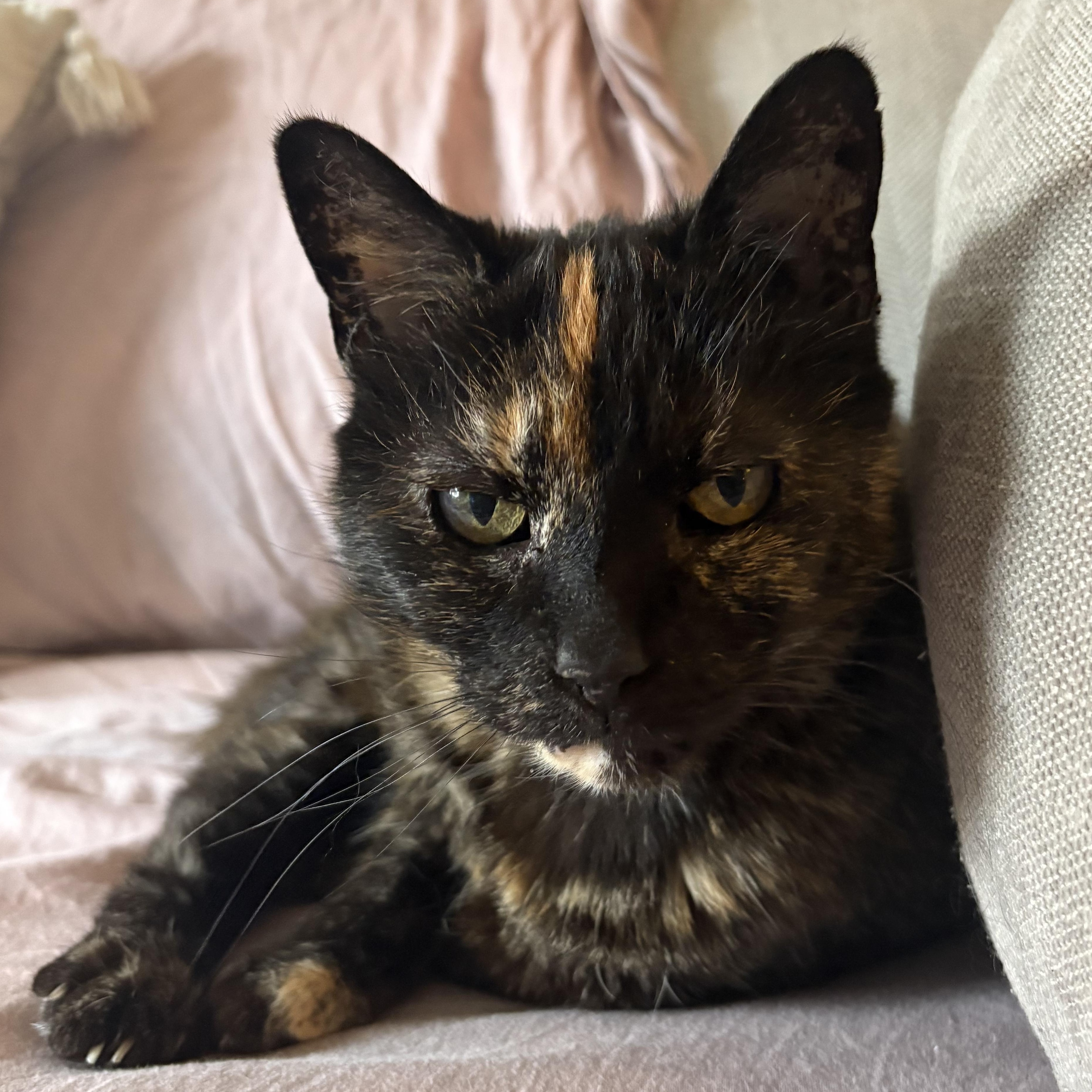 Enlarge Starushka, a Adoptable Domestic Short Hair in Buffalo, NY image 1/5