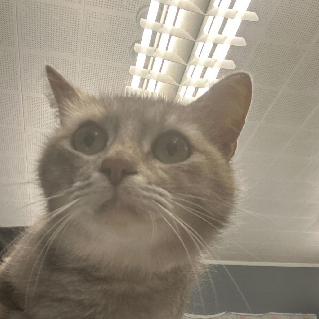 Enlarge Toots, a Adoptable Domestic Short Hair in Oak Hill, WV image 1/1