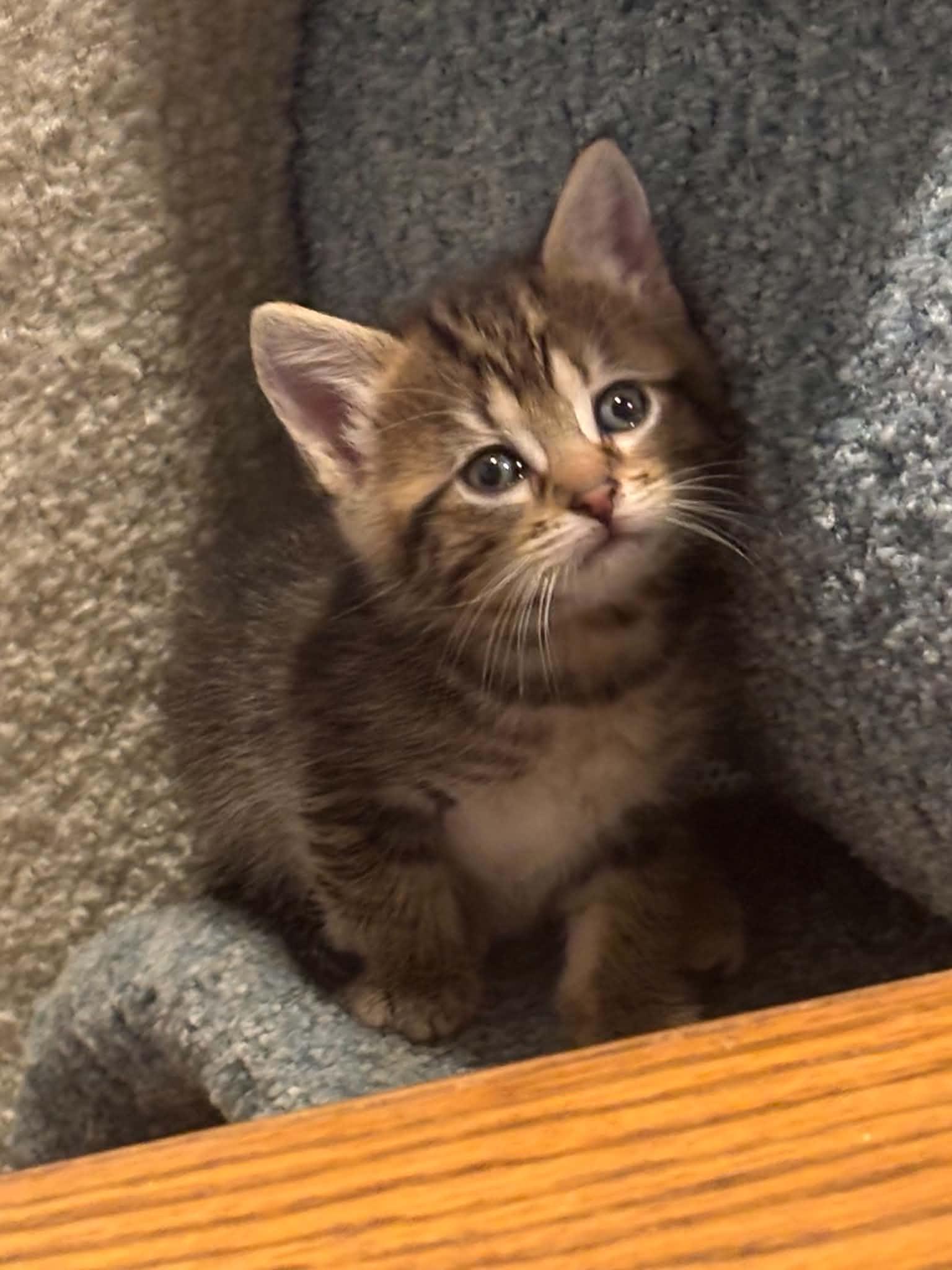 Misty, Adoptable, Kitten Female Domestic Short Hair.
