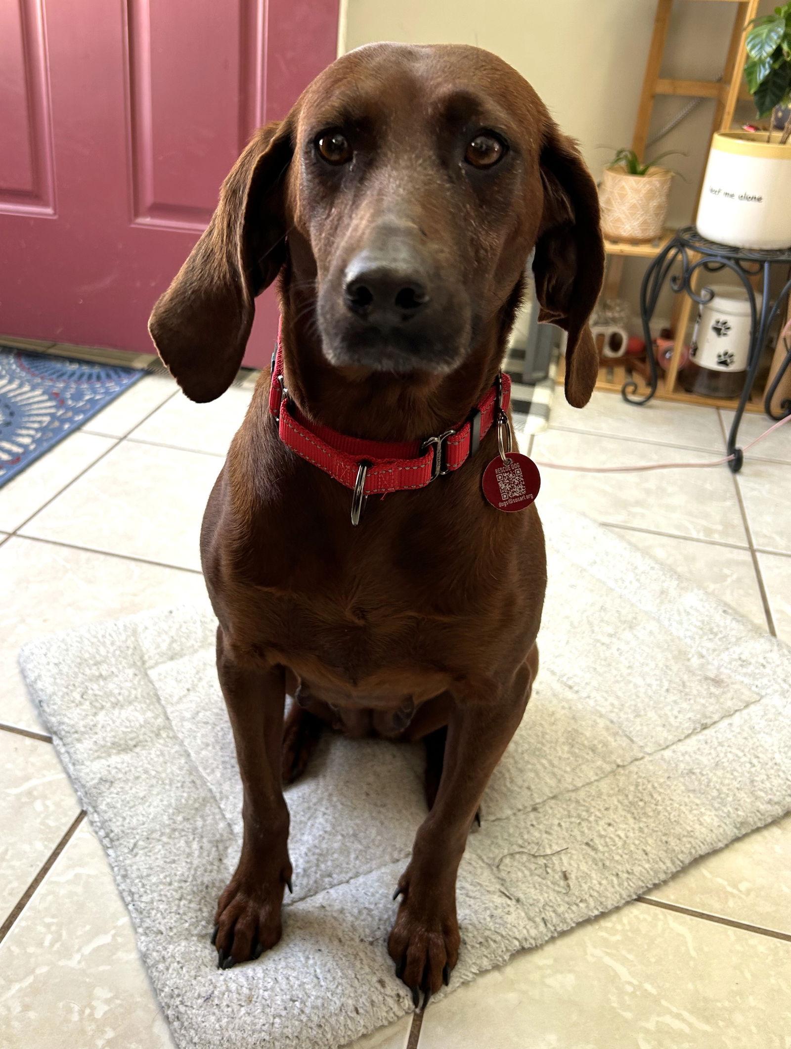 Enlarge Ruby *LOCAL*, a Adoptable Coonhound in Wakefield, RI image 2/3