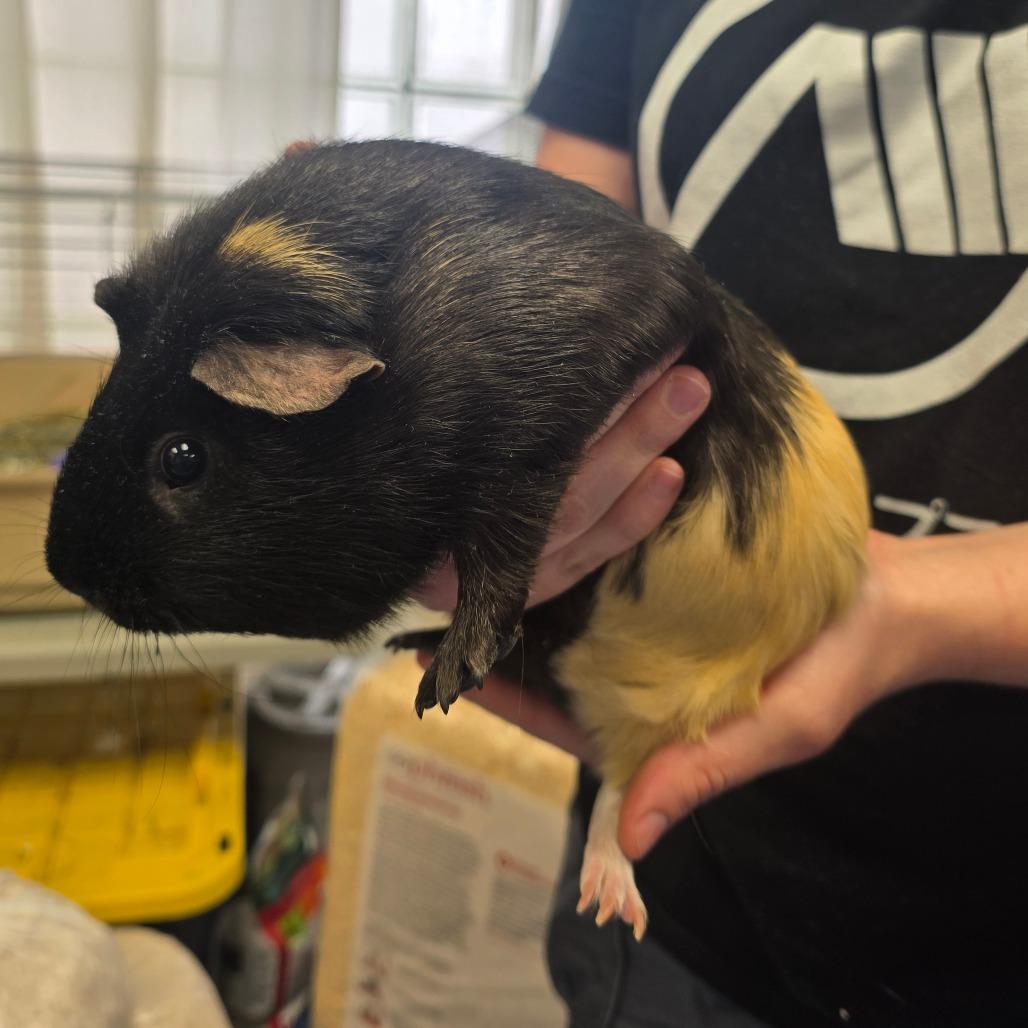 Comet, Adoptable, Adult Male Guinea Pig.