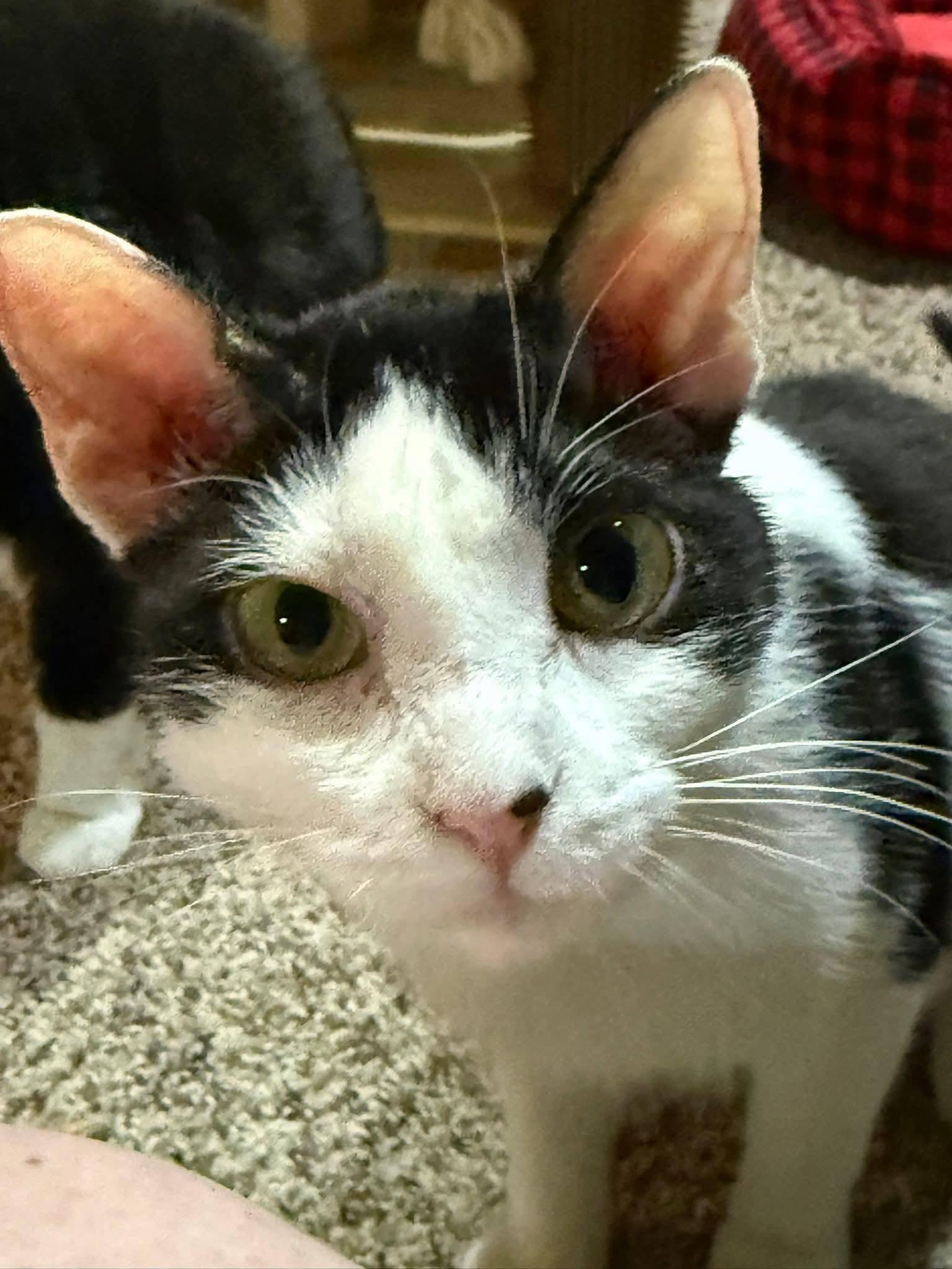 Enlarge Patches, a ADOPTABLE mixed breed in Sioux City, IA image 3/5