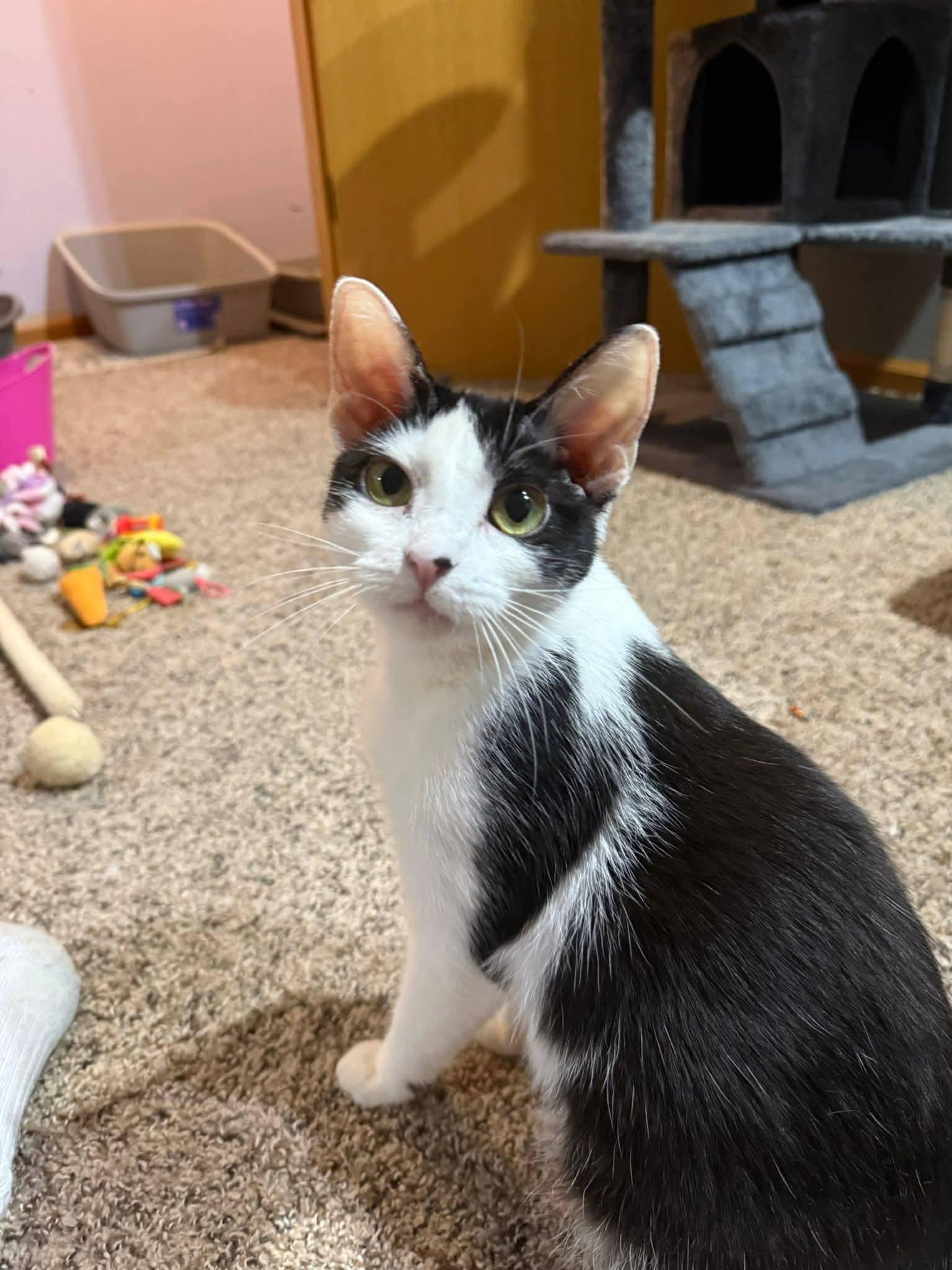Patches, ADOPTABLE, Young Female Domestic Short Hair.